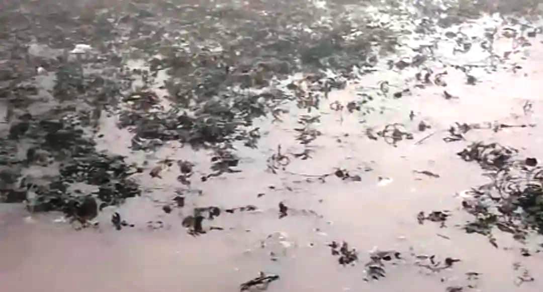 सादाबाद : रजवाह की पटरी टूटने से डूबी आलू की फसल, नगला भूरा के निकट कई किसानों को नुकसान की संभावना