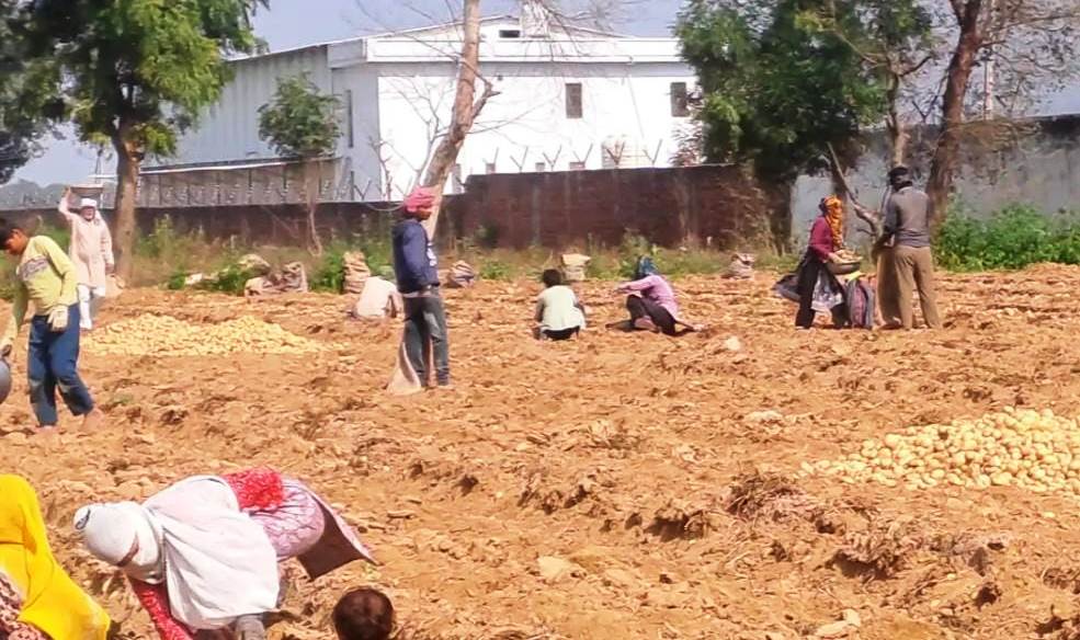 सादाबाद : आलू खुदाई कार्य ने पकड़ी रफ्तार, होली से पहले काम खत्म करने के प्रयास में जुटे हैं छोटे किसान