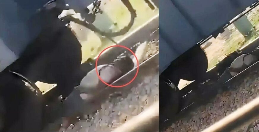 हाथरस में युवक के ऊपर से गुजरी पूरी मालगाड़ी, सूझबूझ से बची जान, शॉर्टकट के चक्कर में ट्रैक पर खड़ी ट्रेन के नीचे घुसा था यात्री, अचानक चल पड़ी बोगियां