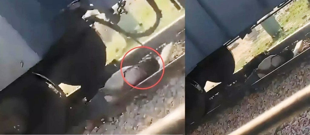 हाथरस में युवक के ऊपर से गुजरी पूरी मालगाड़ी, सूझबूझ से बची जान, शॉर्टकट के चक्कर में ट्रैक पर खड़ी ट्रेन के नीचे घुसा था यात्री, अचानक चल पड़ी बोगियां