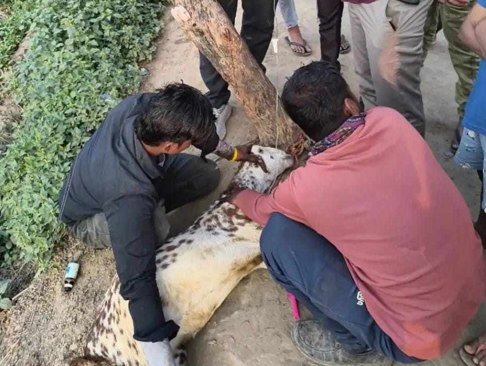 सादाबाद : कीटनाशक युक्त चारा खाने से बकरियों की मौत