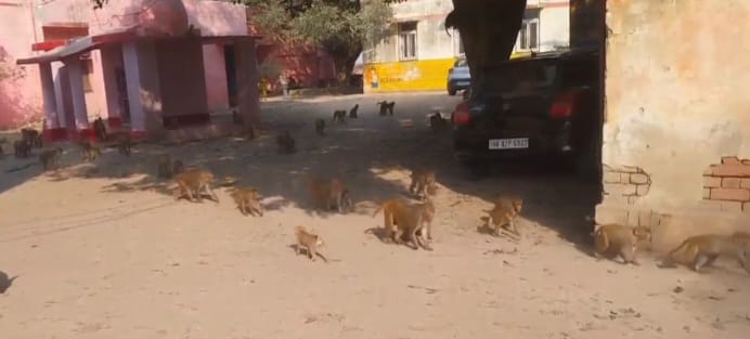 हसायन में स्कूल से घर लौट रही छात्रा पर बंदर ने किया जानलेवा हमला, दुकानदार ने बचाई जान