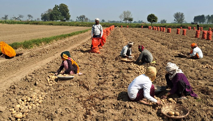 हाथरस में मंडी छोड़ खेतों तक पहुंचे व्यापारी, खोदाई से पहले ही तय हो रहे आलू के सौदे, 550 से 650 रुपये प्रति कट्टा तक मिल रहा भाव