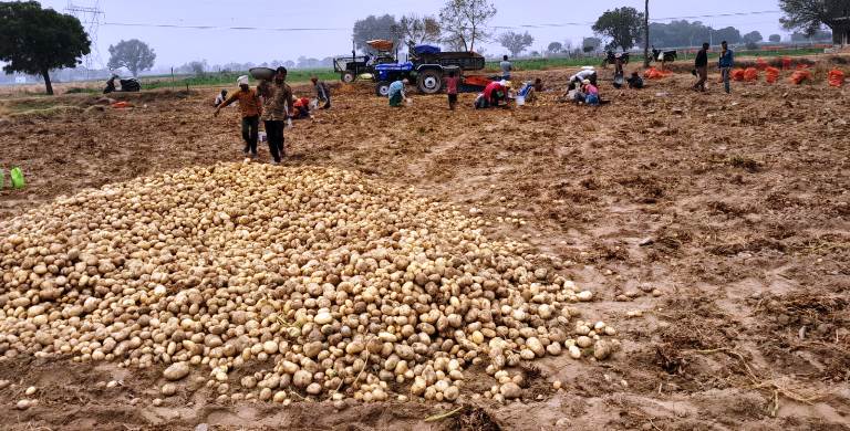 हसायन क्षेत्र में झमाझम बारिश से फसलों पर संकट, खेतों में भीगा आलू और बिछ गया गेहूं, बर्बादी की कगार पर किसान