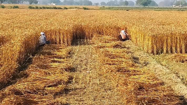 हसायन : मौसम के बदलते मिजाज ने बढ़ाई धड़कनें, खेतों में गेहूं की कटाई का कार्य युद्ध स्तर पर शुरू