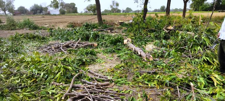 हसायन और हाथरस जंक्शन क्षेत्र में धड़ल्ले से हो रहा हरे पेड़ों का कटान, रात में अवैध नीम की लकड़ी से लदा वाहन पकड़ा, जांच शुरू