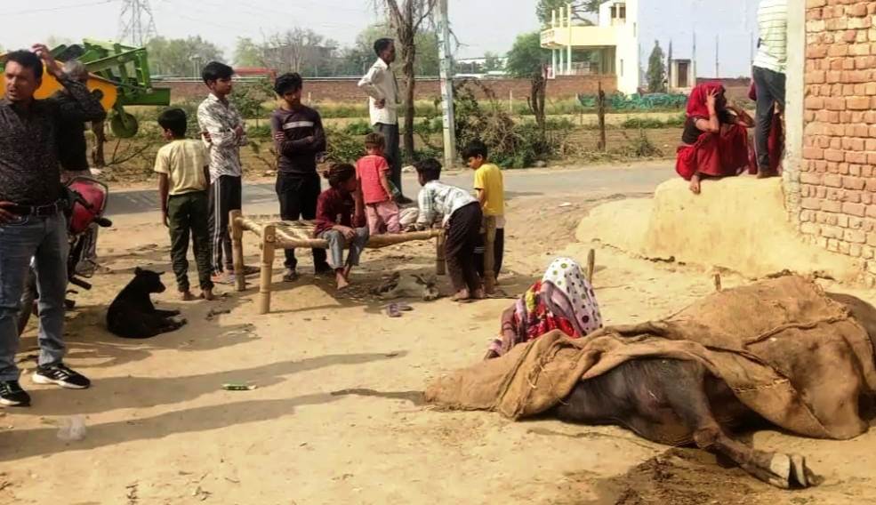 अज्ञात बीमारी से पांच भैंसों की मौत, सादाबाद क्षेत्र के गांव बढ़ार में भैंसों की मौत से पशुपालकों की चिंता बढ़ी