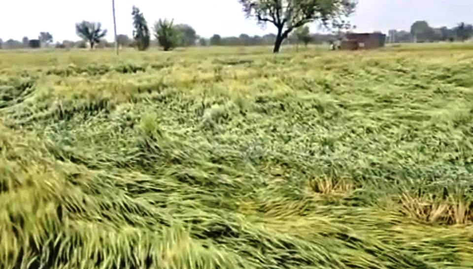 सादाबाद में बारिश से ठंड का पलटवार, तापमान में आई गिरावट, फसलों को भी नुकसान की संभावना