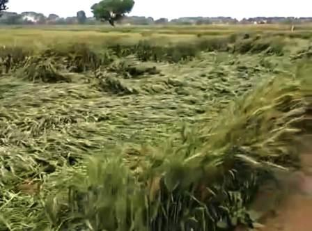 सादाबाद : आलू खुदाई प्रभावित, गेहूं की फसल को हुआ नुकसान, बारिश और तेज हवा से मौसम का बदला मिजाज, किसानों के छूटे पसीने