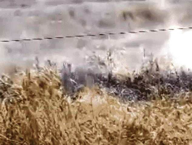 तार टूटकर गिरने से गेहूं की फसल जली, विद्युत विभाग के कर्मियों ने स्थिति पर पाया काबू, आपूर्ति बंद होने से बड़ा हादसा टला