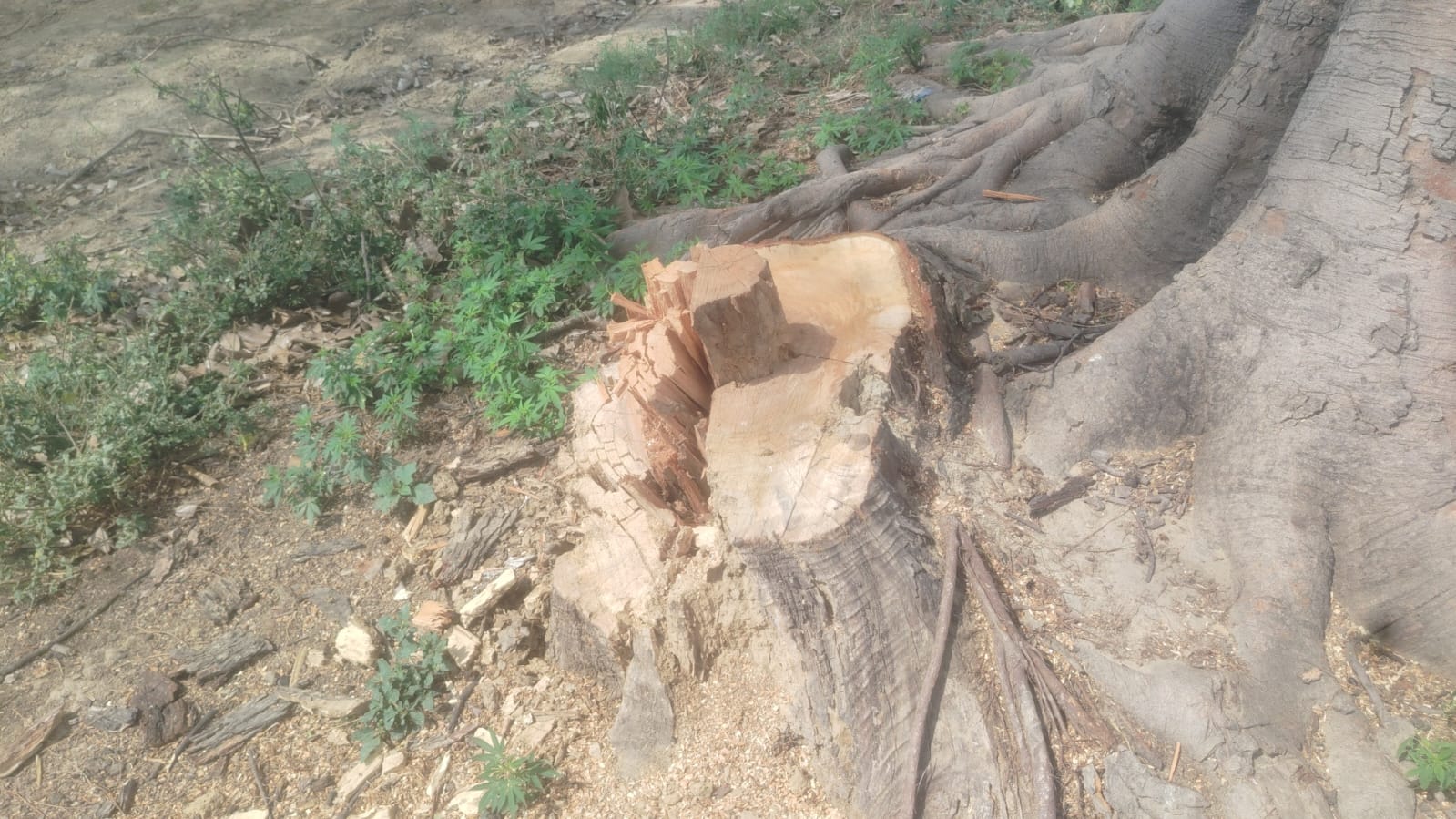 हसायन : बिना अनुमति काट डाले नीम और शीशम के 10 हरे पेड़, राजवाहे के पास प्रतिबंधित पेड़ों पर चली कुल्हाड़ी