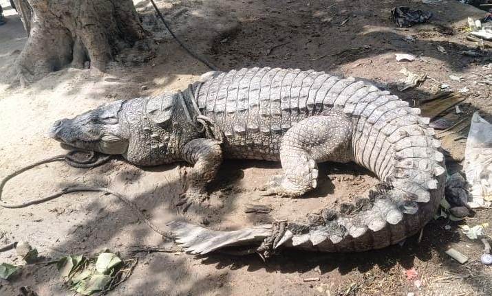 तालाब से निकलकर पुलिया में फंसा मगरमच्छ, ग्रामीणों ने रस्सियों से जकड़ा, रेस्क्यू के दौरान वन कर्मियों पर बोला हमला