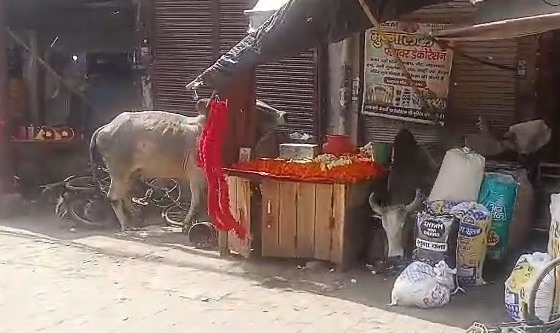 हाथरस के घंटाघर पर सांडों का उत्पात, दो छुट्टा सांड आपस में भिड़े, दुकान में घुसकर मचाई तबाही, दुकानदार घायल, राहगीर बाल-बाल बचे