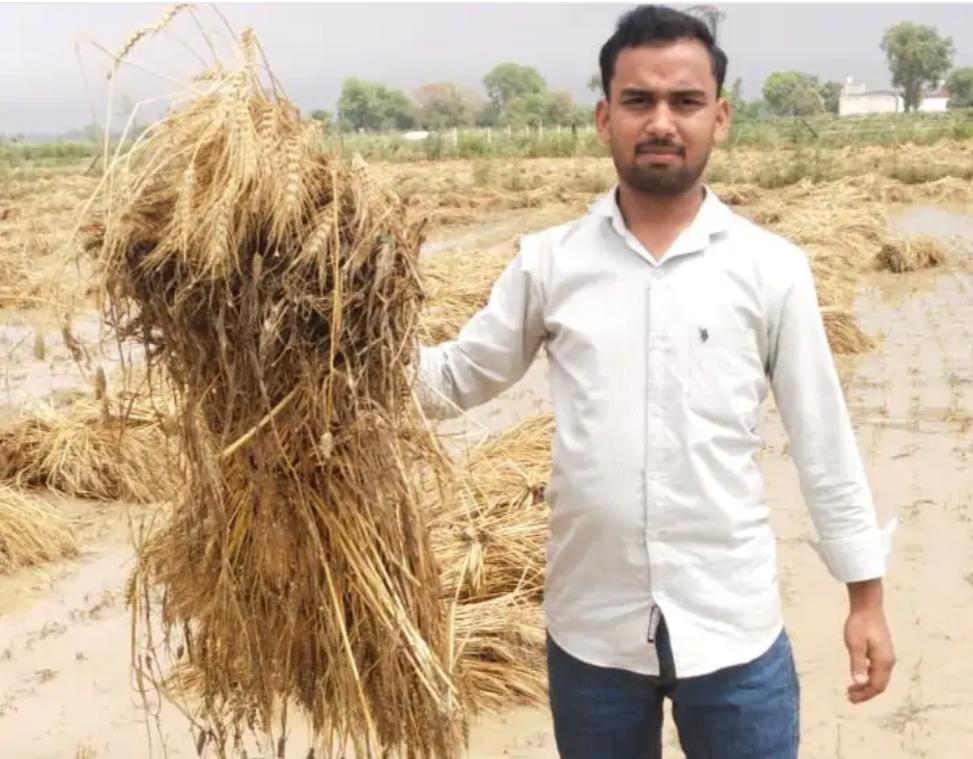 सादाबाद : मौसम के भंवर में फंसे किसान, कई दिन से हो रही बारिश के कारण गेहूं की फसल को हुआ भारी नुकसान