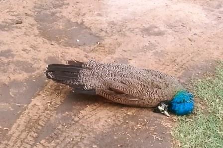 मुरसान : हाई टेंशन लाइन की चपेट में आने से एक मोर की मौत