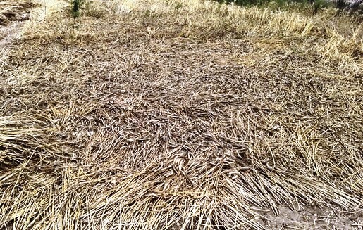 बेमौसम बारिश ने छीनी गेहूं की चमक, काली पड़ने लगीं बालियां, अब उचित दाम मिलना भी मुश्किल