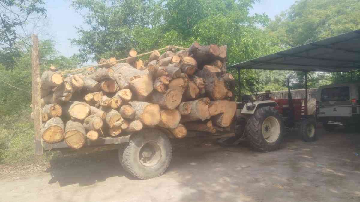 हसायन : यूपी सीडा परिक्षेत्र में लगे प्राचीन प्रतिबंधित छायादार वृक्षों का कर दिया कटान, वन विभाग ने कार्रवाई से बचने के लिए दो ट्रेक्टर ट्रालियों को लकडियों सहित पकड़ा