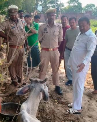 मथुरा रोड पर तड़प रही थी बीमार गाय, गौ-रक्षा दल ने पहुंचाया गौशाला