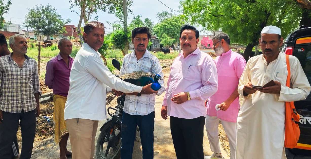 रेस्क्यू कर घायल मोर को बचाया, कुत्तों के हमले में घायल हुआ था राष्ट्रीय पक्षी