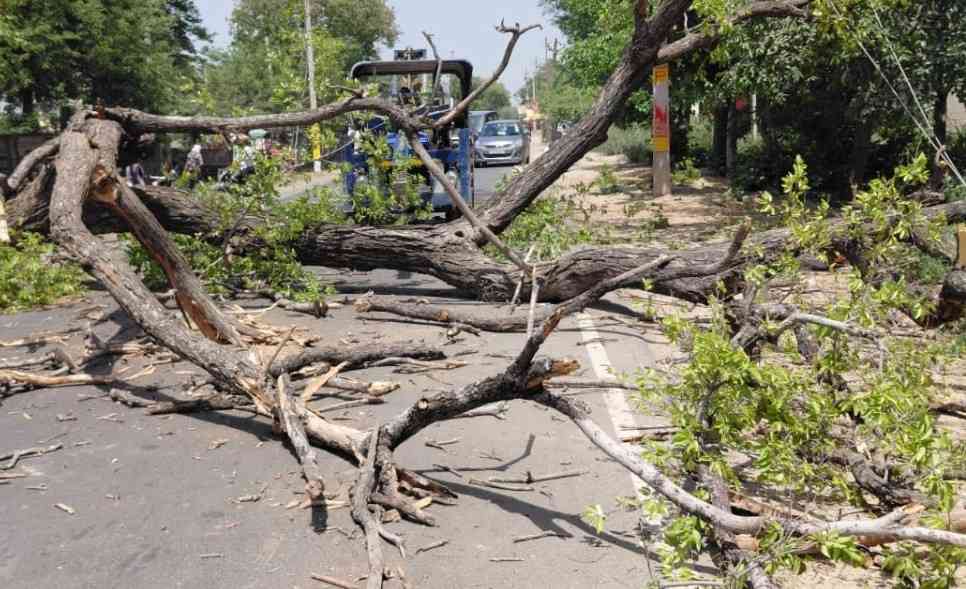 सहपऊ बिजलीघर के सामने सड़क पर गिरा सूखा पेड़, स्कूल बस व बाइक सवार बाल-बाल बचे
