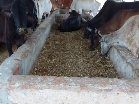 हसायन : गौशालाओं में चल रहा बिना भूसा चार के फोटो खिचाओ अभियान, नाद में चारा नहीं नाद में बैठे गौवंश