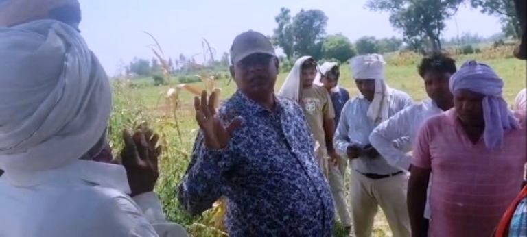 हसायन : मक्का मूंग की खडी फसल में होकर लाइन खींचे जाने की शिकायत पर जांच करने पहुंचे एसडीओ
