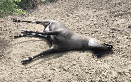 हसायन : जंगल इलाके के बाहर खेत में एक मृत अवस्था में पड़ी नील गाय नर, संदिग्ध परिस्थितियों में हुई नील गाय नर की मौत