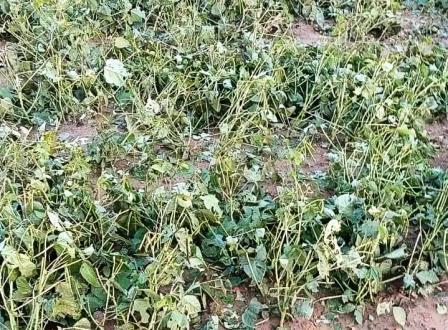 सादाबाद : किसानों के लिए खलनायक बना मौसम, आंधी, बारिश और ओलावृष्टि से फसलों को हुआ भारी नुकसान
