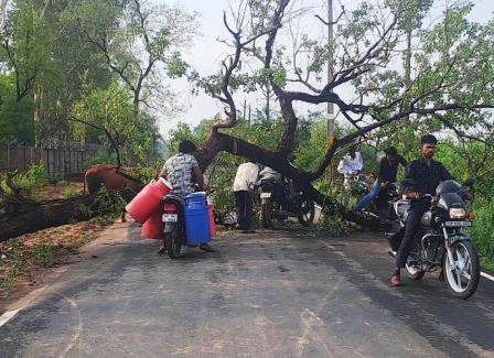 सादाबाद : पेड़ टूटकर गिरने से बंद हुआ आवागमन, आंधी के दौरान जैतई रोड पर टूटकर गिरा विशाल शीशम का पेड़