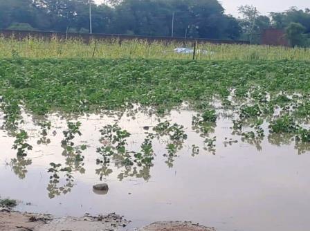 सादाबाद : बारिश से कस्बे के निचले इलाकों में जलभराव, बीती रात कई घंटे हुई तेज बारिश, फसलों में भी भरा पानी, नुकसान की आशंका
