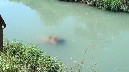 सिकन्दराराऊ : बंबे में बहता मिला अज्ञात युवती का शव, क्षेत्र में मचा हड़कंप