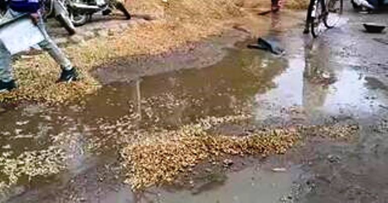 मक्के की रिकॉर्ड पैदावार से उत्साहित हाथरस के किसानों को तेज आंधी और बारिश ने दिया झटका, मंडियों में भीगी हजारों क्विंटल मक्का