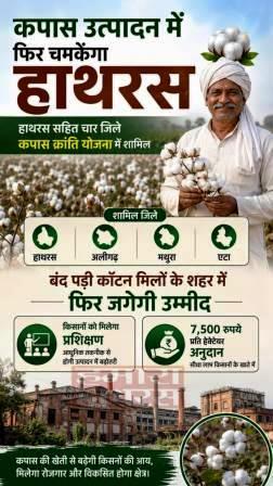 कपास उत्पादन में फिर चमकेगा हाथरस, हाथरस सहित चार जिले कपास क्रांति योजना में शामिल, बंद पड़ी कॉटन मिलों के शहर में फिर जगेगी उम्मीद, किसानों को मिलेगा प्रशिक्षण और 7,500 रुपये प्रति हेक्टेयर अनुदान