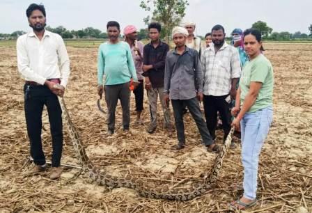 सादाबाद : खेत में मिला 10 फीट लंबा अजगर, खेत में काम करते समय अजगर दिखने से फैली सनसनी