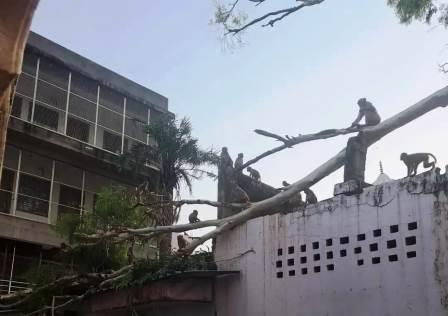 सादाबाद : पीपल की टहनी टूटकर गिरने से विद्यालय भवन क्षतिग्रस्त, दीवार और छत में आई दरारें, बंदरों के उछल कूद से टूटकर गिरी पेड़ की टहनी, विद्यालय का अवकाश होने के चलते हादसा टला
