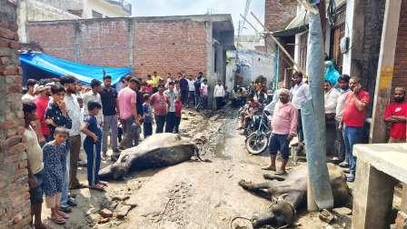 सिकन्दराराऊ में करंट की चपेट में आने से दो भैंसों की मौत, स्ट्रीट लाइट के तारों पर उठे सवाल