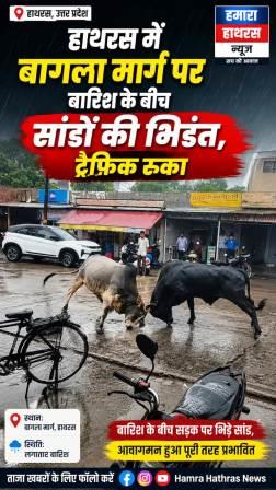 बारिश के बीच सांडों की भीषण भिड़ंत, बागला इंटर कॉलेज रोड पर लंबा जाम, राहगीर हुए परेशान