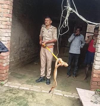 हसायन : घर में सर्प निकलने से मचा हड़कंप,वन विभाग ने सर्प का रेस्क्यू कर नहर में छोडाफोटो-12 में हसायन के गांव बसई मे घर की छत में लगे गाटर के निकट दीवार से सर्प को पकडते वन कर्मीफोटो-13 में