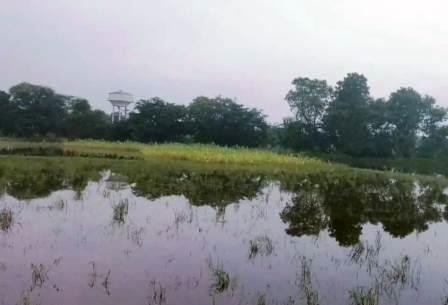 सादाबाद : नाले की पटरी कटी, बाजरा की फसल डूबी, नगला दयाल में करीब 40 बीघा फसल जलमग्न, कई किसान प्रभावित