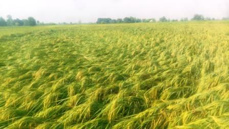 हसायन : आंधी-बारिश से खेतों में बिछी धान की फसल,किसानों की बढ़ी चिंता, पकी-कच्ची फसल के साथ बालियां निकल रहे धान को भी नुकसान,उत्पादन प्रभावित होने की आशंका
