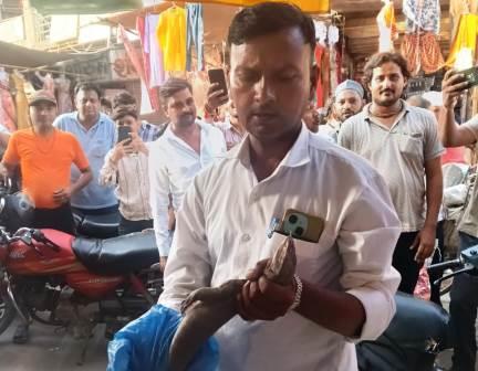 हाथरस के रामलीला मैदान में कपड़ों की दुकान में घुसा विषखोपड़ा, वन विभाग ने किया रेस्क्यू