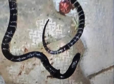 हाथरस में सांप के डसने की घटनाएं बढ़ीं, एक ही दिन पांच लोग पहुंचे अस्पताल, सादाबाद में सो रहे पिता-पुत्र को सांप ने डसा, परिजनों ने सांप को पकड़कर मारा