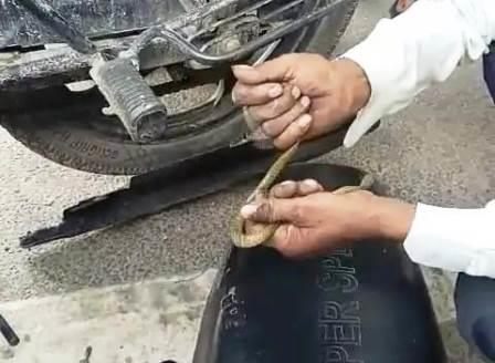सादाबाद : दारोगा की बाइक में निकला सर्प, बिसावर चौकी से कोतवाली जाते समय हेडलाइट पर दिखा सर्प