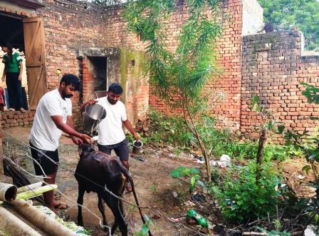 सादाबाद : पोखर में गिरे गोवंश बाहर निकाला, कजरौठी का मामला, युवाओं ने गोवंश को निकालकर गोशाला छोड़ा
