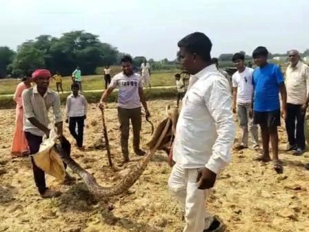 सादाबाद : वन विभाग की टीम ने पकड़ा विशाल अजगर, नौगांव क्षेत्र में चरी के खेत में अजगर मिलने से मचा हड़कंप