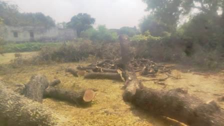 सिकन्दराराऊ : ग्राम समाज की भूमि पर गिरे नीम के पेड़ की बिक्री को लेकर विवाद, 16 हजार रुपये में बेचने का आरोप