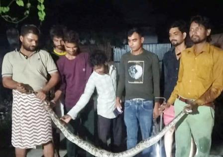 सादाबाद : घर में अजगर निकलने से हड़कंप, क्षेत्र के गांव सलेमपुर में हुई घटना, वन विभाग की टीम ने पकड़ा