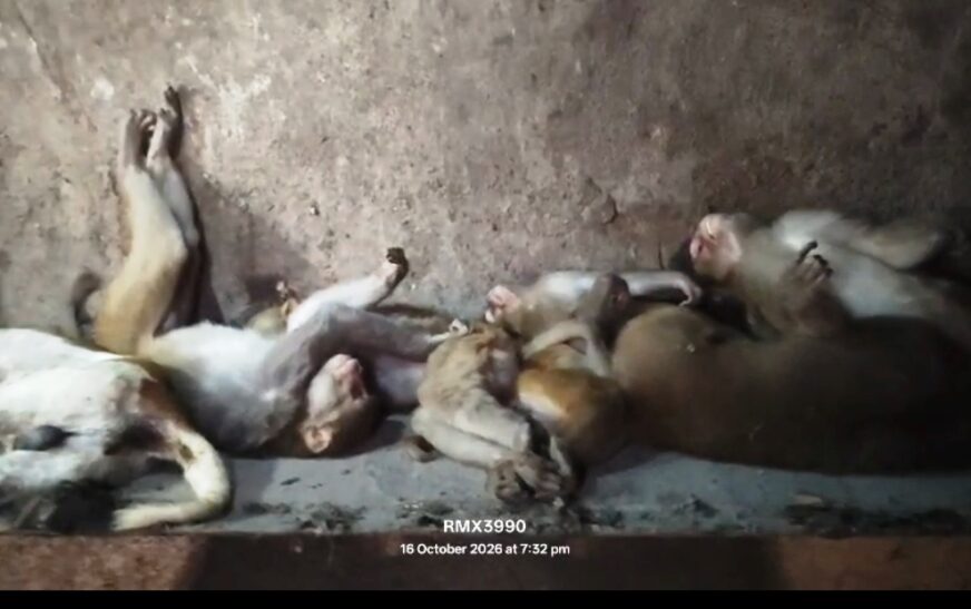 खेत की बाड़ में करंट से सात बंदरों और कुत्ते की मौत, तीन के खिलाफ मुकदमा दर्ज
