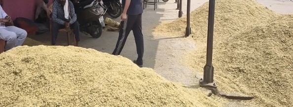 हाथरस मंडी में बारिश की मार: नौ हजार क्विंटल धान भीगा, किसानों की मेहनत पर फिरा पानी, भीगे धान के दाम 4,250 से घटकर 3,300 रुपये पहुंचे